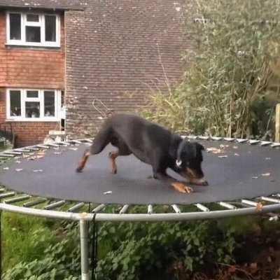 Trampoline Zoomies