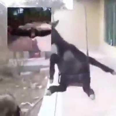 para celebrar el regreso del admin