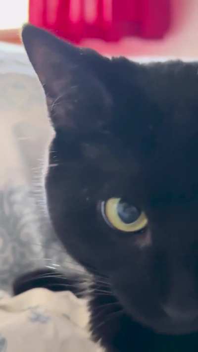 Feline pupil dilation