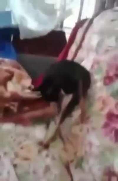 Esse cachorro ta no grupo?😲😲😲😱😱😈