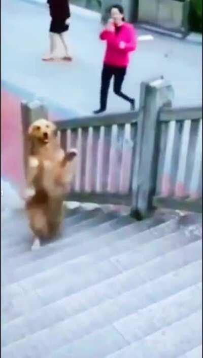 Dog memes, make way monkeys 🐒