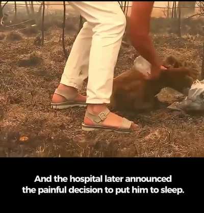 In 2019, a brave woman saved a koala from Australia’s bushfires