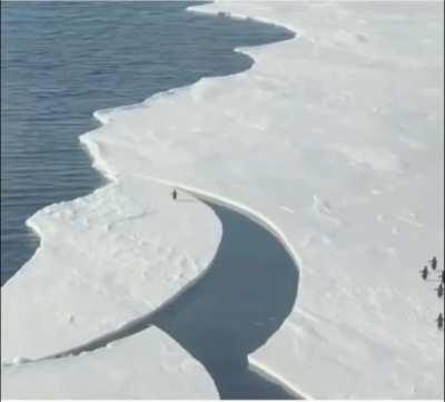 Waddle like your life depends on it..