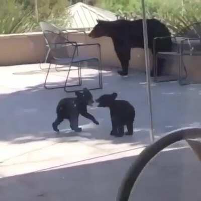 savAGe BeAR fight TO ThE DeaTh