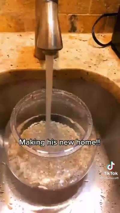 how do they manage to kill a pet that fast??