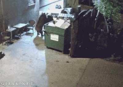 Bear Steals An Entire Dumpster From A Restaurant