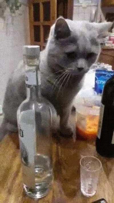 The cat lord is against you drinking