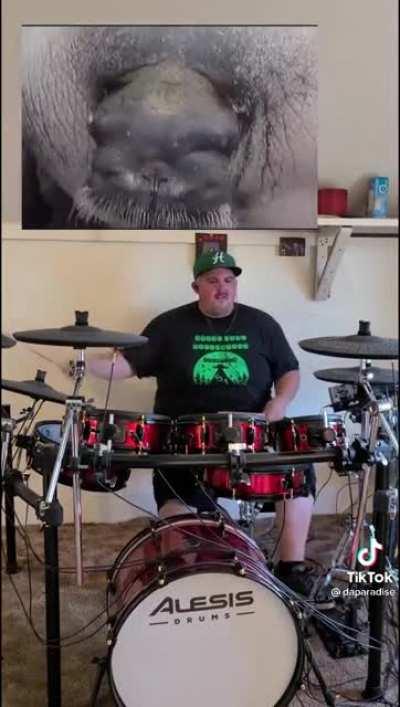 TikTok drummer adds some beats to a sick walrus vocal track