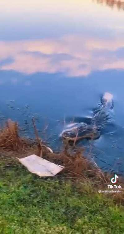 Watch out for gators