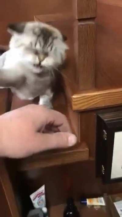 To Pet A Kitten