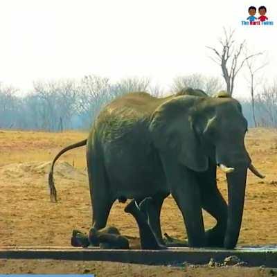 Baby elephant gets stuck upside-down, and elder elephant has to figure out how to save it.