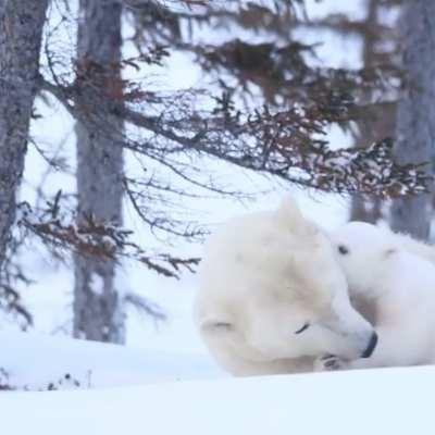 🔥 Polar bear mother with her cub