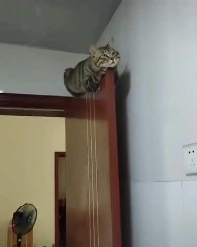 Cats can fall asleep anywhere