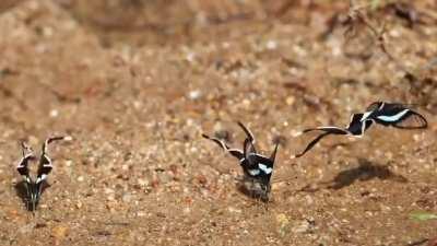 The hypnotic movements of the dragontail butterfly's wings