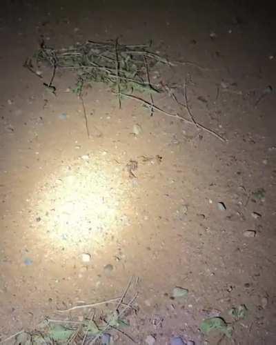 Scorpion hunting flashlight vs UV