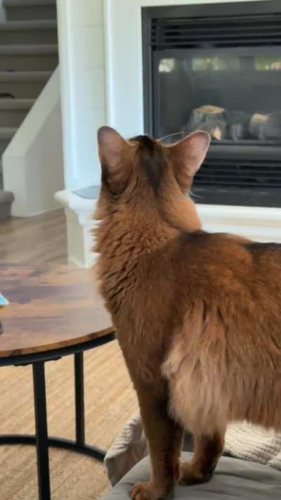 The Thrill of the Hunt