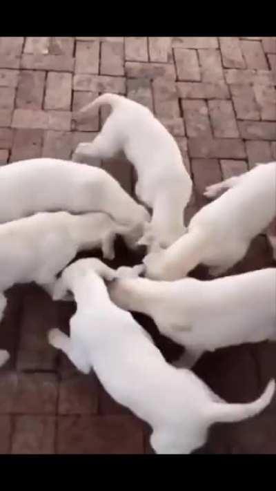 Spiral out. Keep dogin.