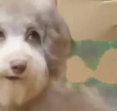 this dog is messed up bruh