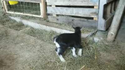 Phoebe trying to contain her kickin sticks!