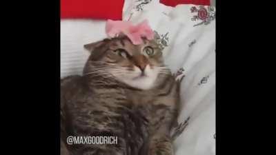 When Genesis Ch. 1 V. 32 kicks in