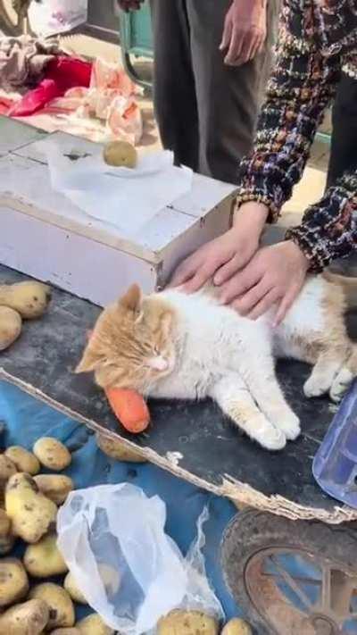 Catato is sleeping on the job