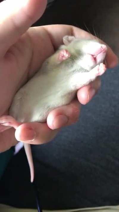 the little taaaail 😭😭😭 (one of my babies, pistachio)