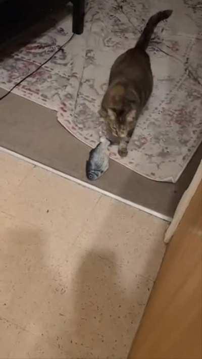 Mika must announce when she hauls in a kill. She refuses to stop until I pet her, I've tried waiting her out. She's an indoor cat so prey are toys, sponges and dirty laundry