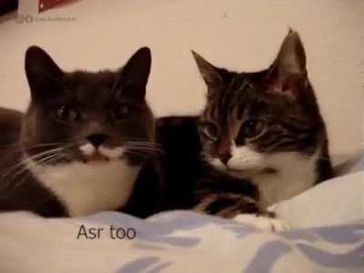 A Halal Conversation