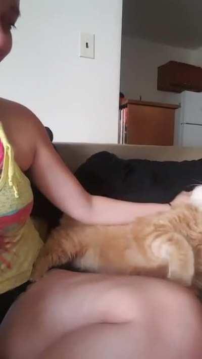 You have started the pet process, now you must proceed