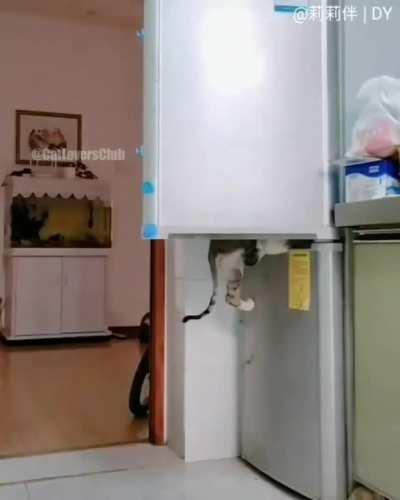 Fridge robbery