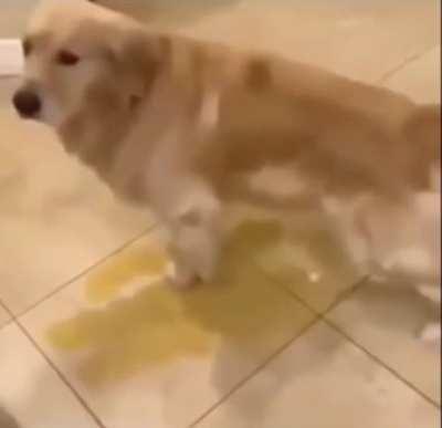 nhahaa whatthe dog doing am irithgt???