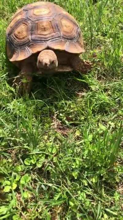 Ladybug bro and tortoise