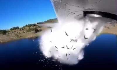 This is how you stock a mountain lake