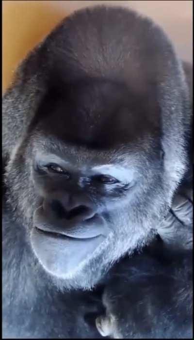 Gorilla plotting about something