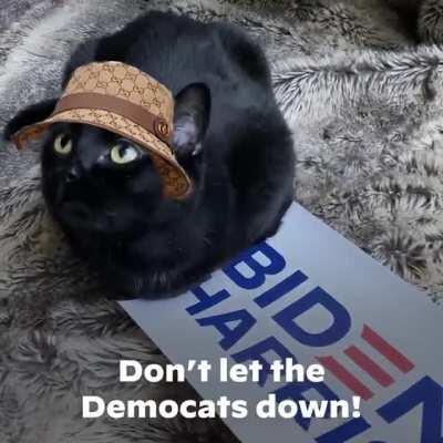 [FRESH] Gucci Bucket Cat by Future 