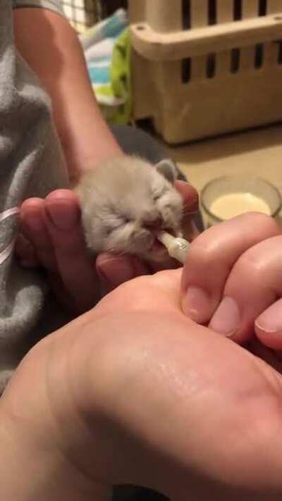 5 Fresh beans illegally parked in a storm drain last night, now evicted to my bathroom with their AMGY momma cat, after a tense two hour stand-off. Here’s one bean getting some extra snack.