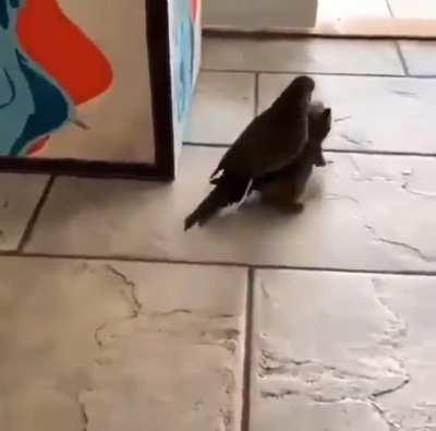 SCRAWWWWWWWW!!! WE WILL HITCH A RIDE CAW CAW!!!!!!!!!!!!!