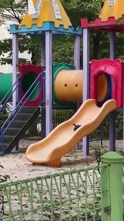 catto feeling the chill