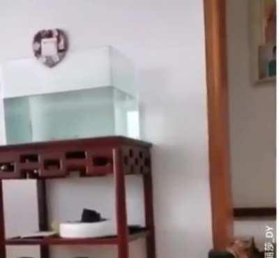 cAt DrownS AFTer tryinG To caTCH FIshiES