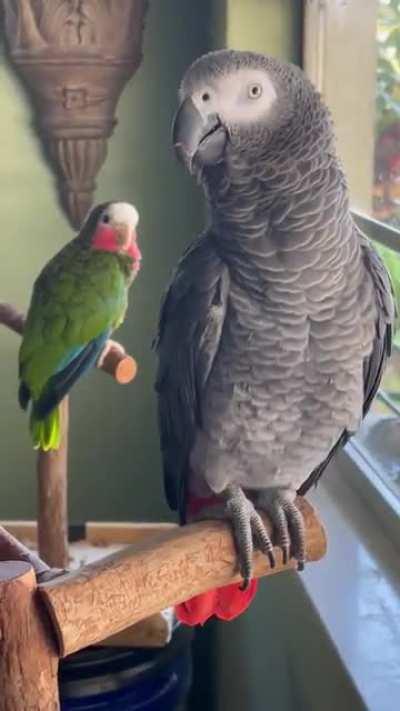 The result of having a sinus infection and an African Grey