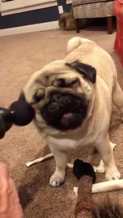 Pug discovers massage gun.