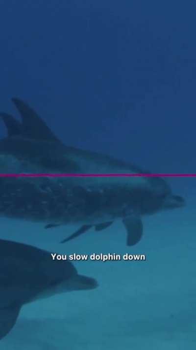 The Fractal Nature of Frequency, Sounds, Vibrations & Oscillation amongst living beings within the Universe