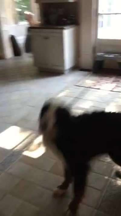 He does this happy dinner dance every day