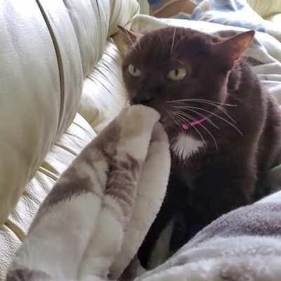 My weird cat making muffins and suckling on her blanket.