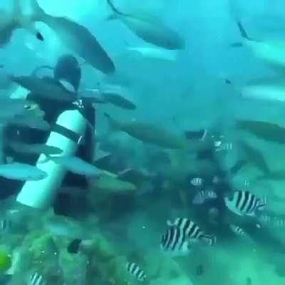 Save a friend from shark's attack👏