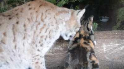 Cat broke into Lynx's cage and now they are best buds.