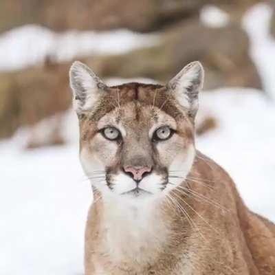 Resemblance of all the cats in the Felidae family