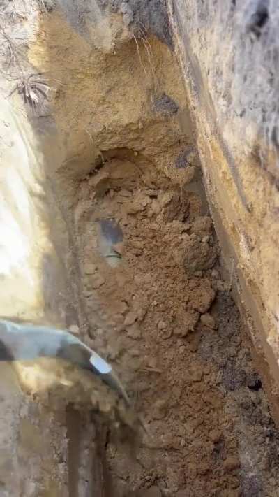 Tunneling mole coming out