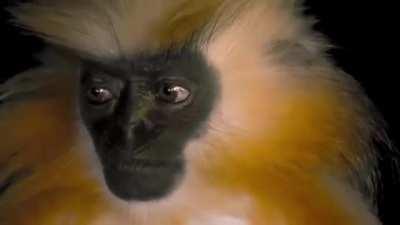 Very rare and highly secretive, not much is known about the endangered Gee’s golden langur. Unlike other species of langurs that appear unafraid of humans, researchers have said that this monkey works hard to avoid human interactions, making them extremel