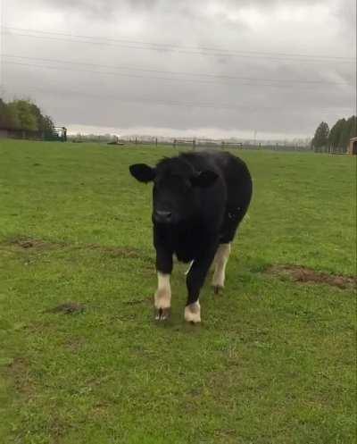 Coming in for a big ol’ kiss